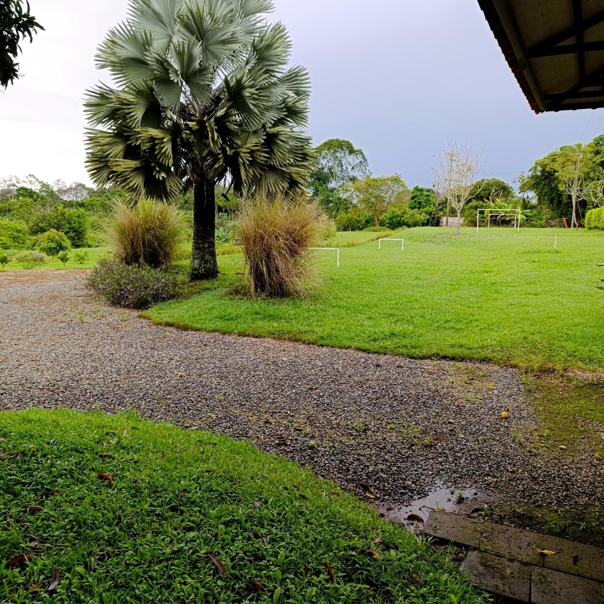 Campestre Mangos *
