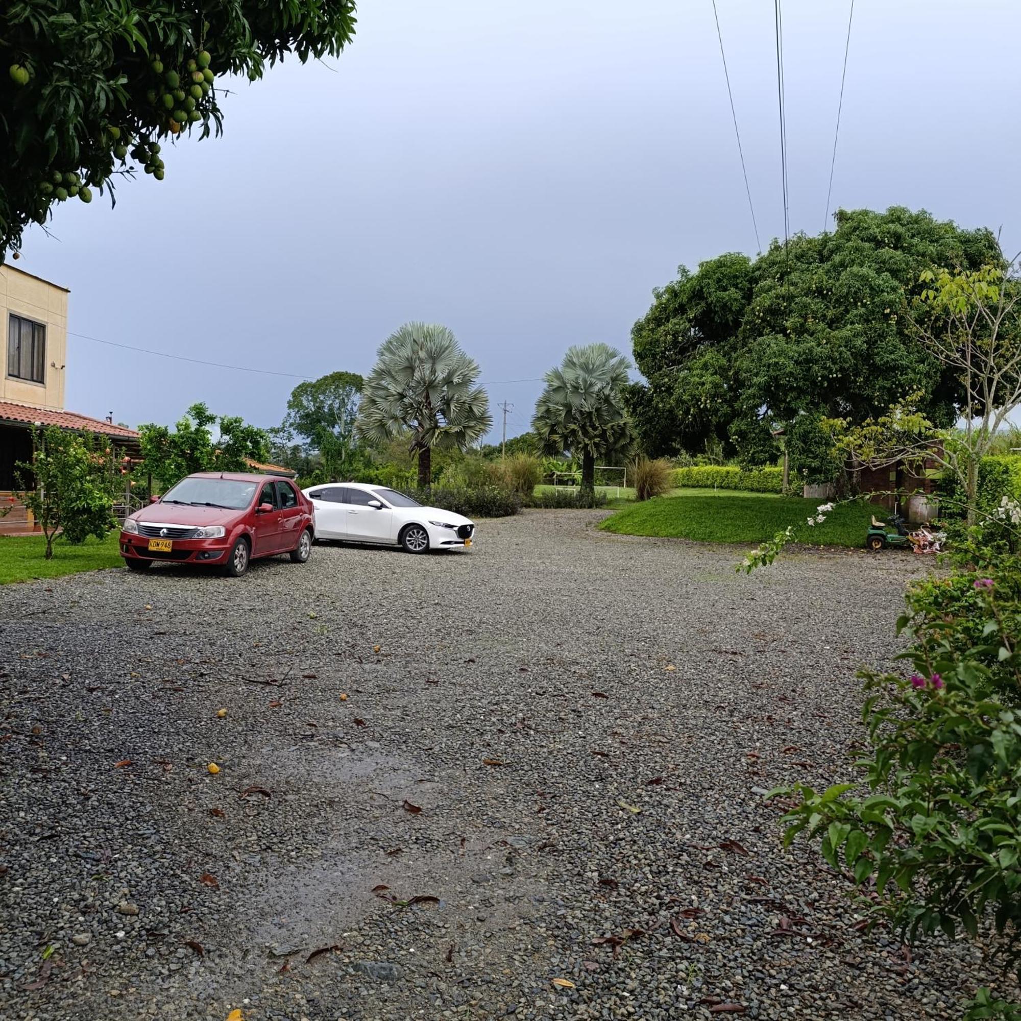 Campestre Mangos