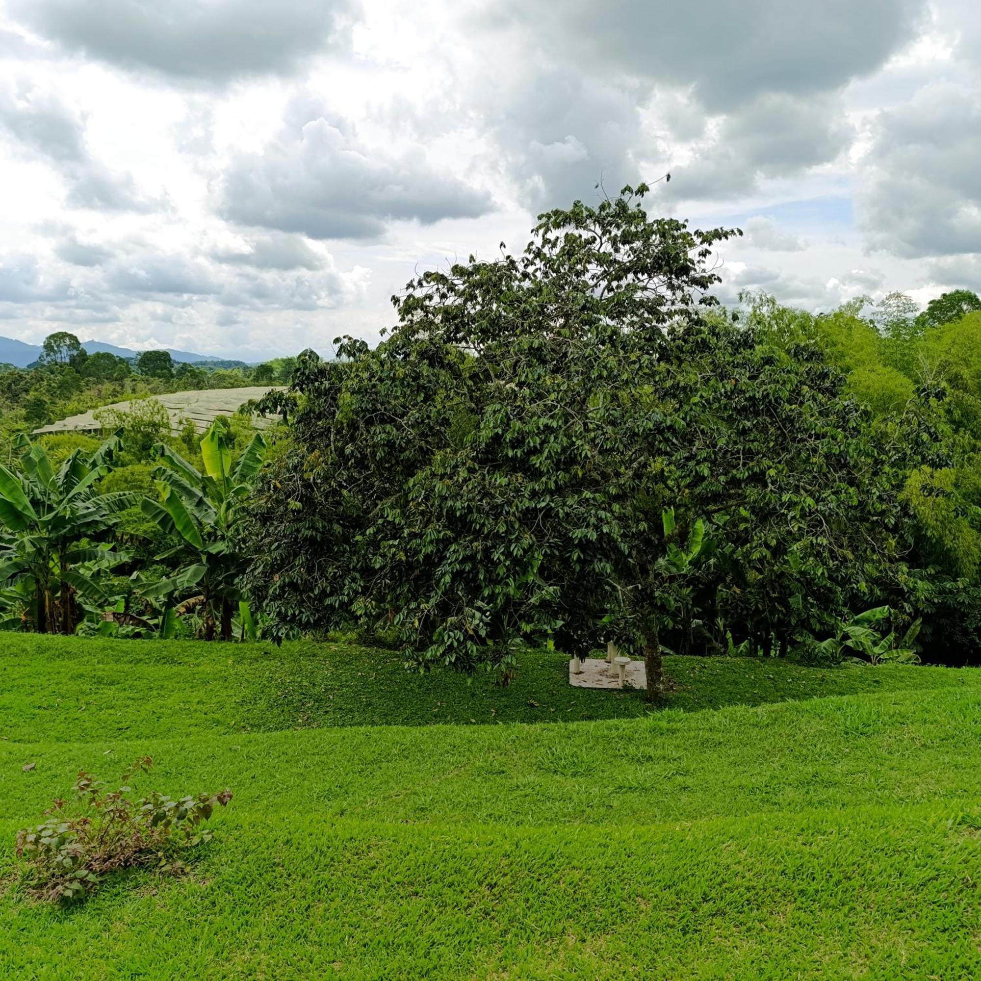 Campestre Mangos *