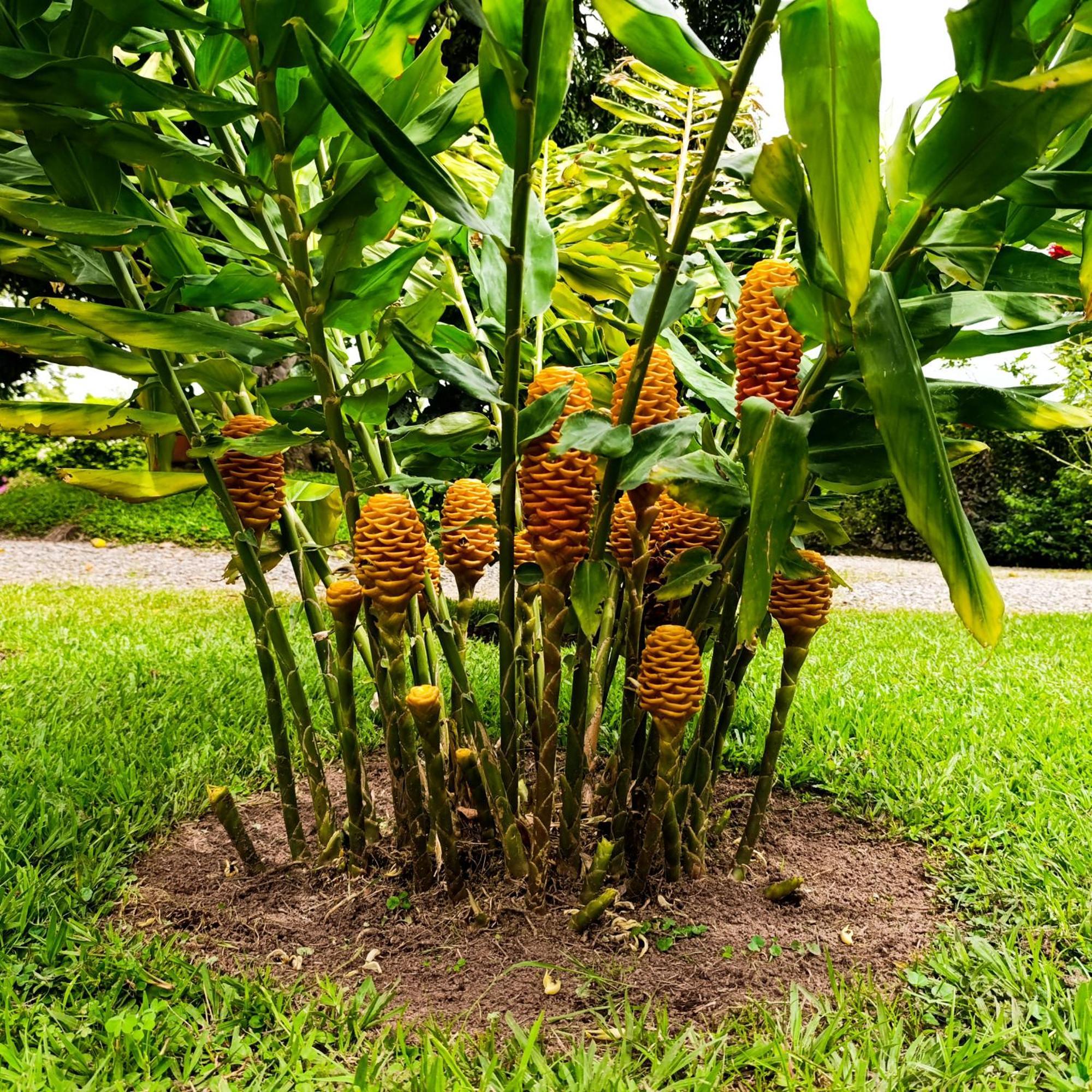 Campestre Mangos * Quimbaya